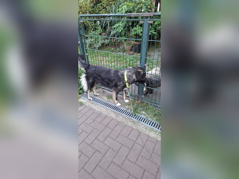 Traumhündin Sarah sucht ihr Für immer Zuhause