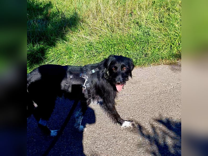 Elmo - sensibler Begleiter sucht seinen Herzplatz