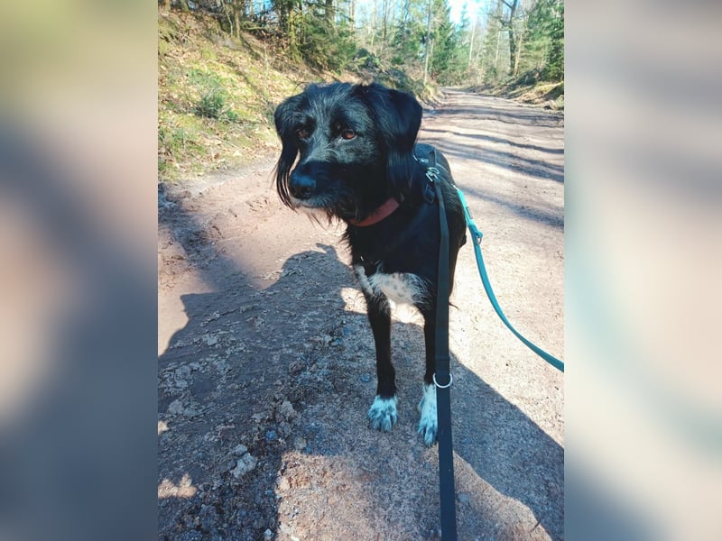 Elmo - sensibler Begleiter sucht seinen Herzplatz