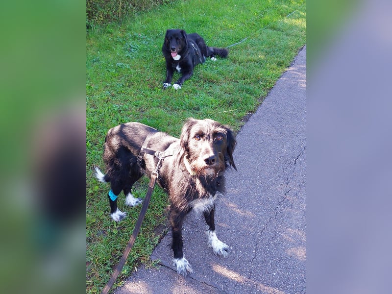 Elmo - sensibler Begleiter sucht seinen Herzplatz