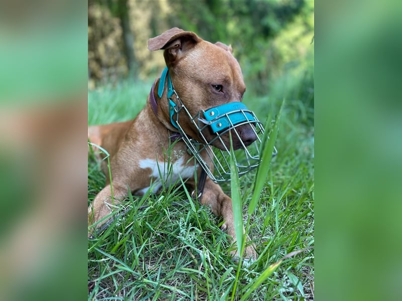 Tyler, sportlich u. temperamentvoller Jungrüde