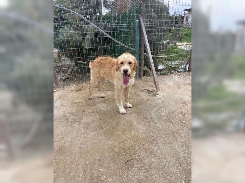 Max, der perfekte Begleiter