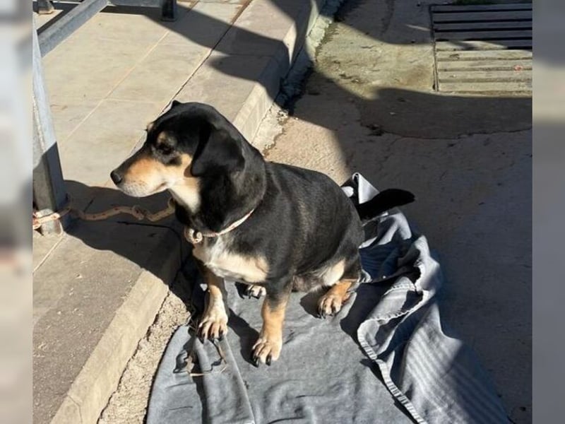 Boxy,eine gemütliche Hündin, Anfängerhund