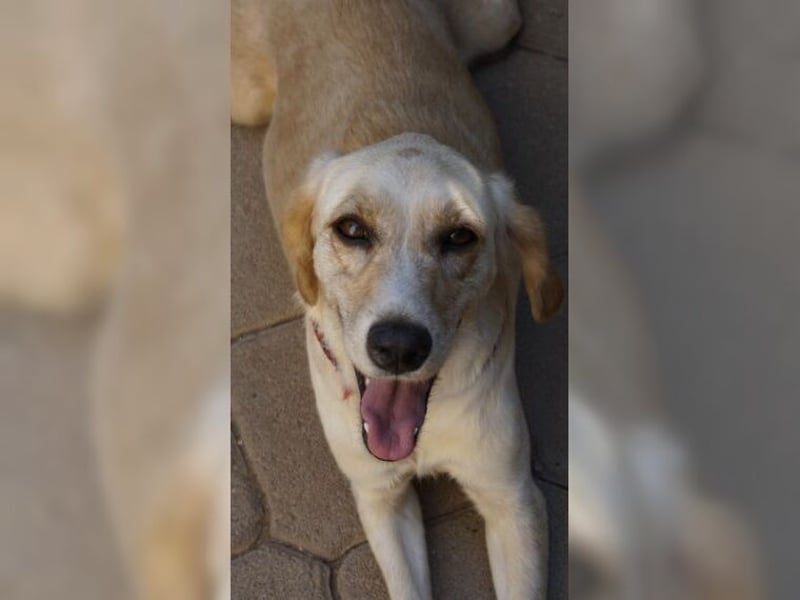 Lotti ist der perfekte Familienhund