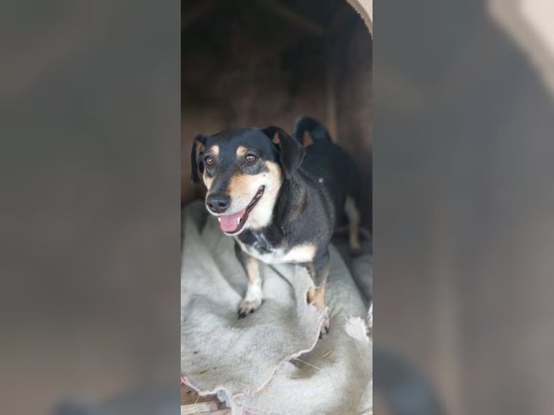 Boxy,eine gemütliche Hündin, Anfängerhund