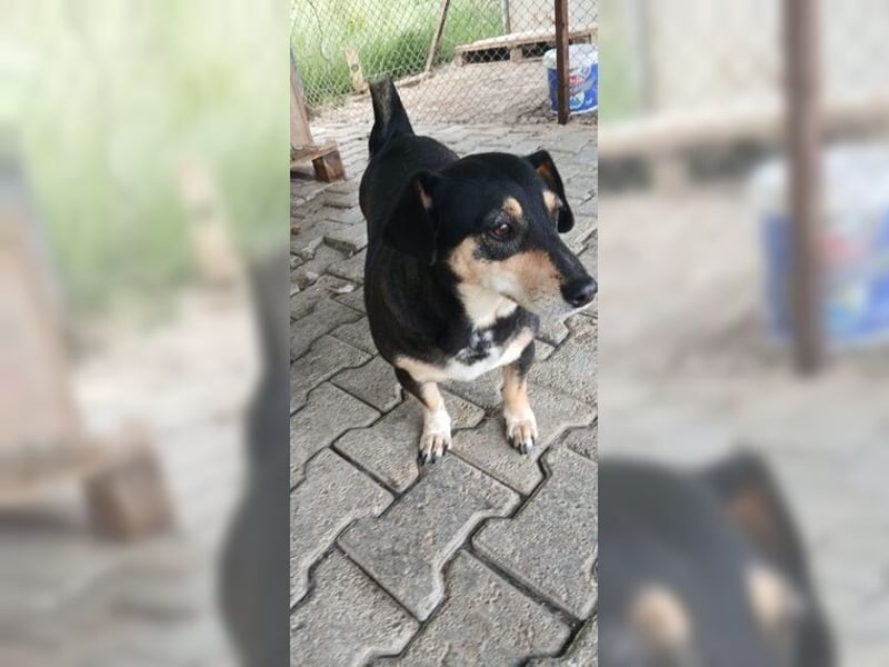 Boxy,eine gemütliche Hündin, Anfängerhund