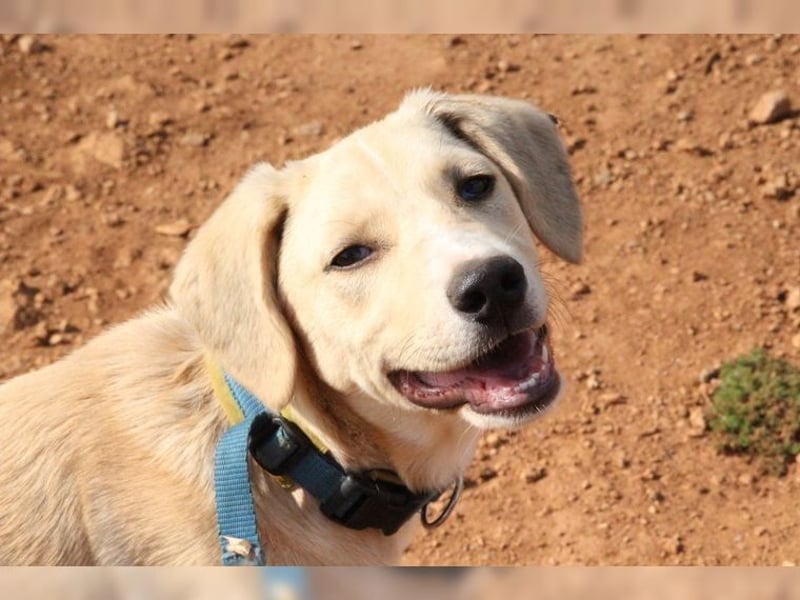 Robin, aufgeweckter, sozialer junger Rüde