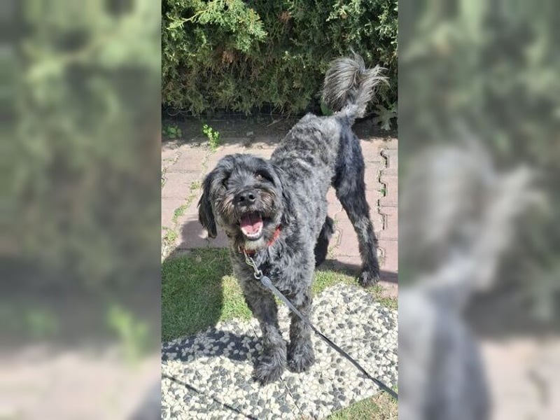 Robin, ein Rohdiamant