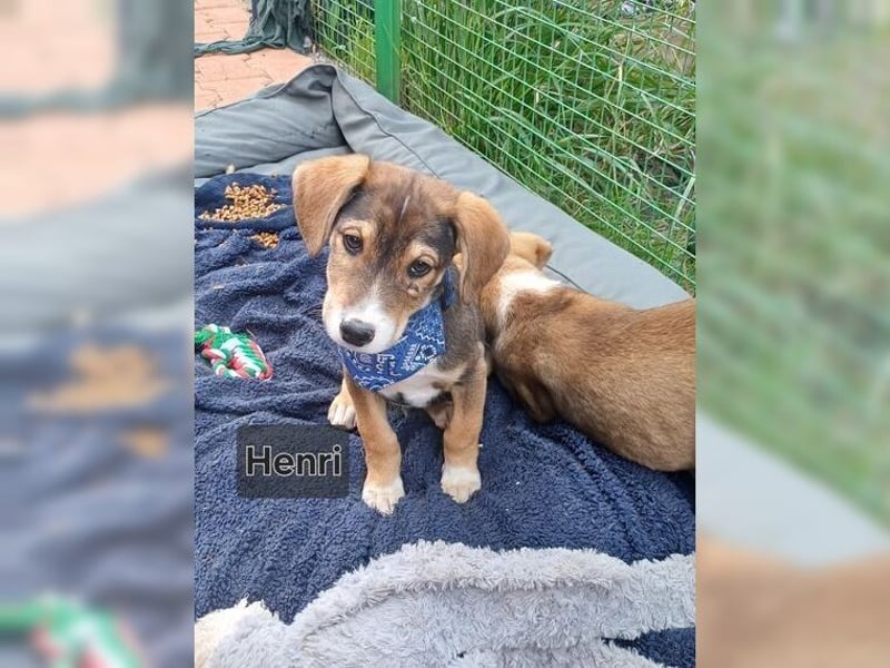 Henry, der sanfte Schatz wäre am liebsten Schosshund