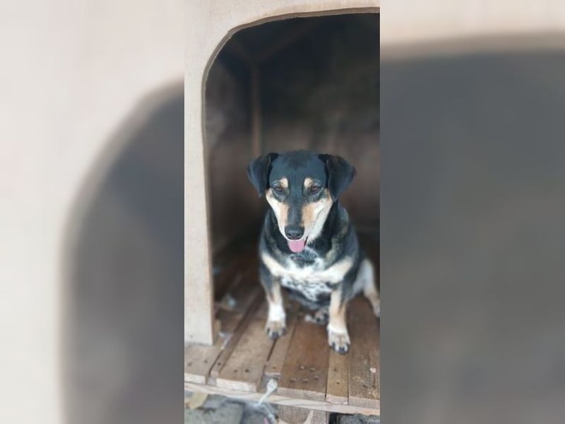 Boxy,eine gemütliche Hündin, Anfängerhund
