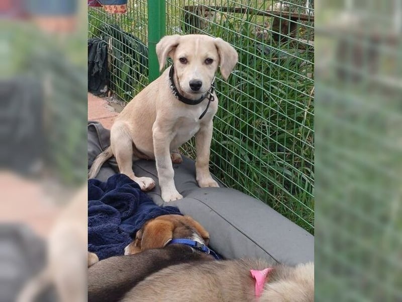 Robin, aufgeweckter, sozialer junger Rüde