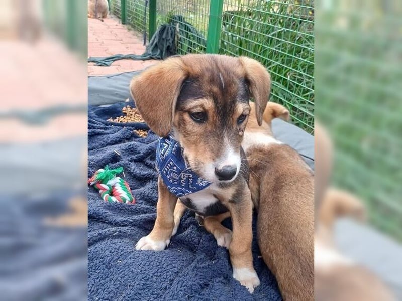 Henry, der sanfte Schatz wäre am liebsten Schosshund