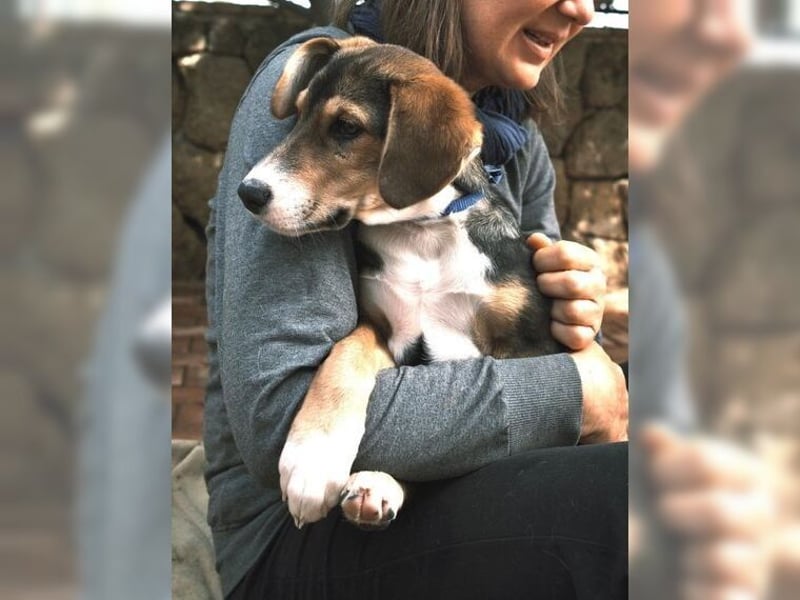 Henry, der sanfte Schatz wäre am liebsten Schosshund