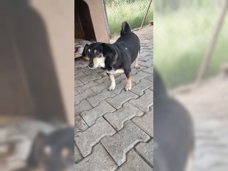 Boxy,eine gemütliche Hündin, Anfängerhund