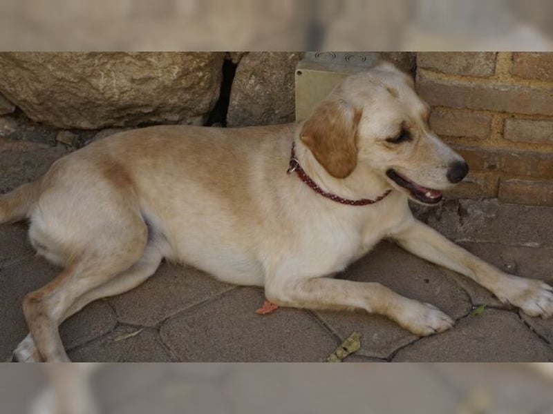 Lotti ist der perfekte Familienhund
