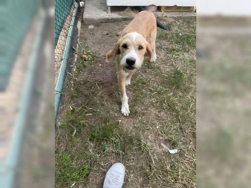 Max, der perfekte Begleiter