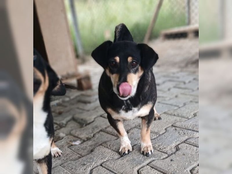 Boxy,eine gemütliche Hündin, Anfängerhund