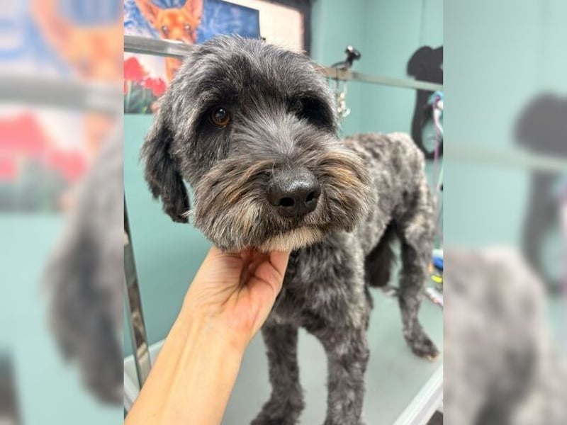 Robin, ein Rohdiamant