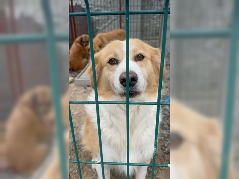 Latte, ein Goldschatz sucht sein Glück