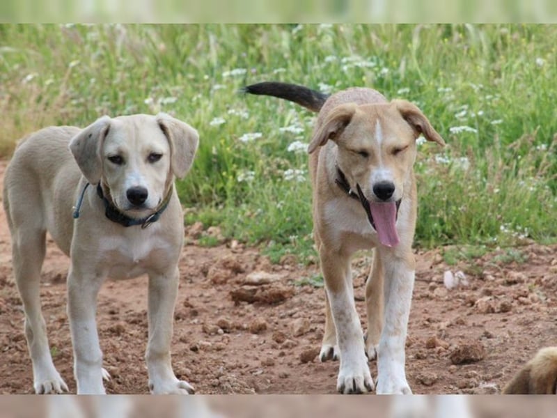 Robin, aufgeweckter, sozialer junger Rüde