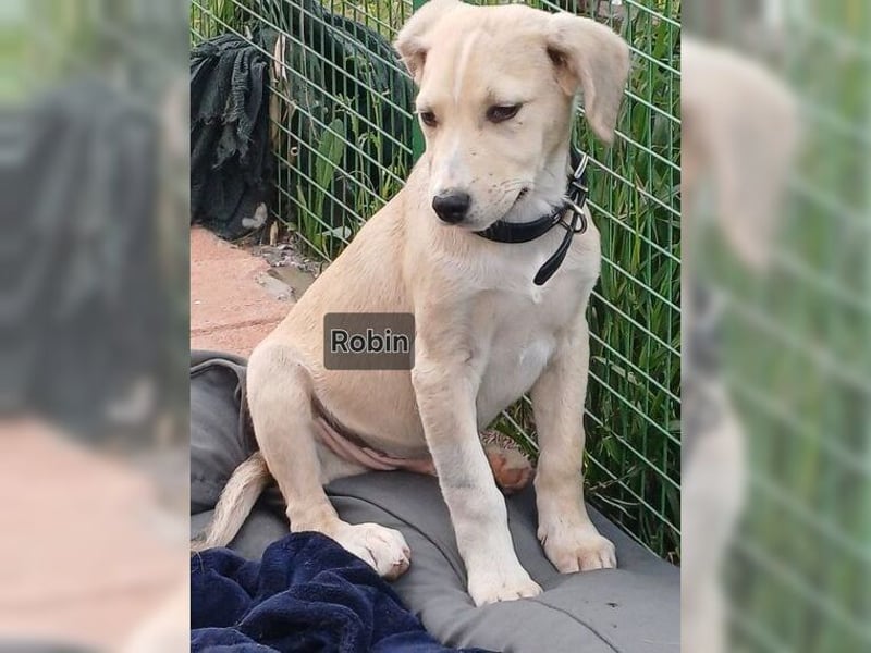 Robin, aufgeweckter, sozialer junger Rüde