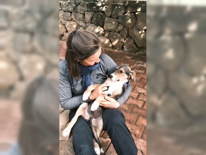 Henry, der sanfte Schatz wäre am liebsten Schosshund