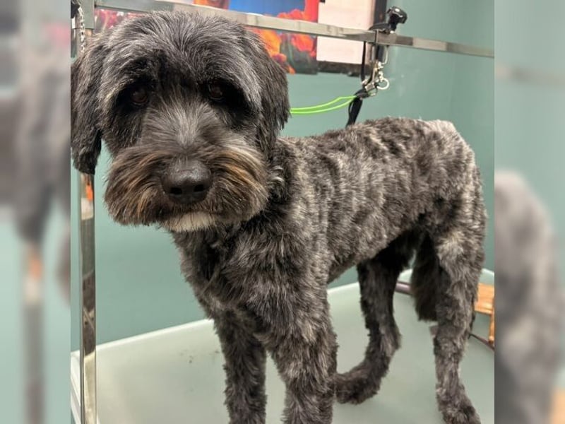 Robin, ein Rohdiamant