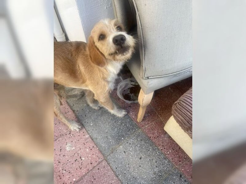 Max, der perfekte Begleiter