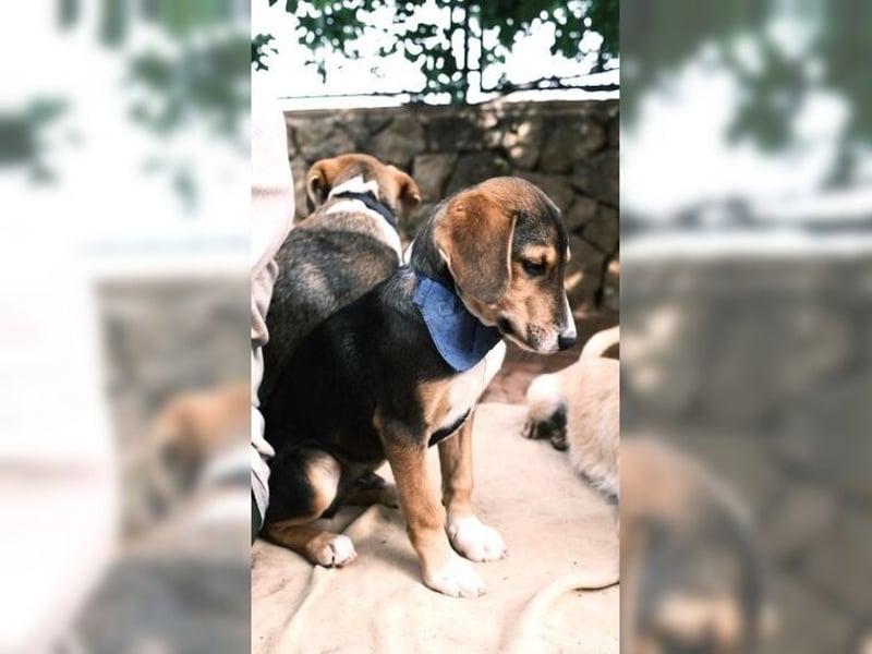 Henry, der sanfte Schatz wäre am liebsten Schosshund