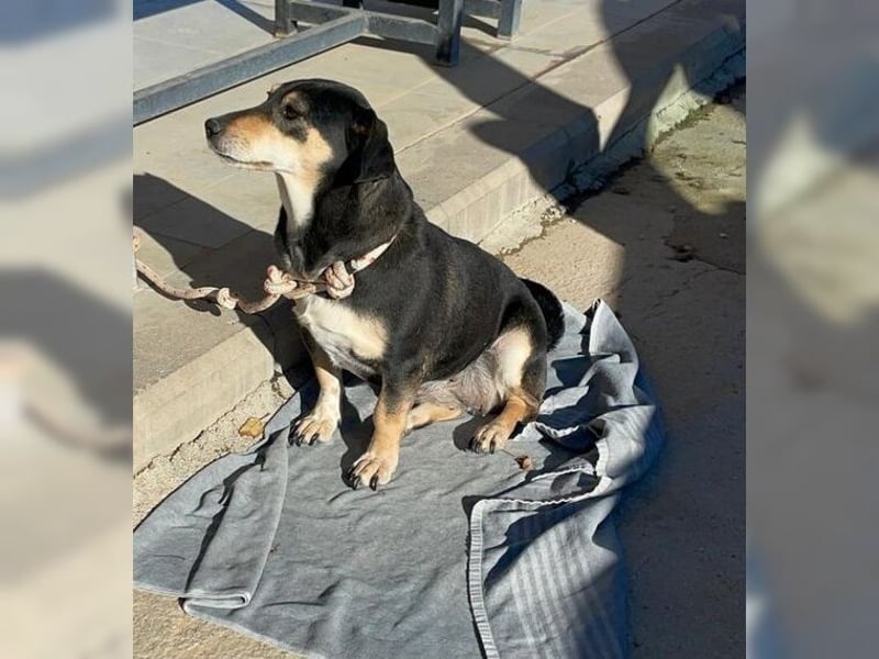 Boxy,eine gemütliche Hündin, Anfängerhund