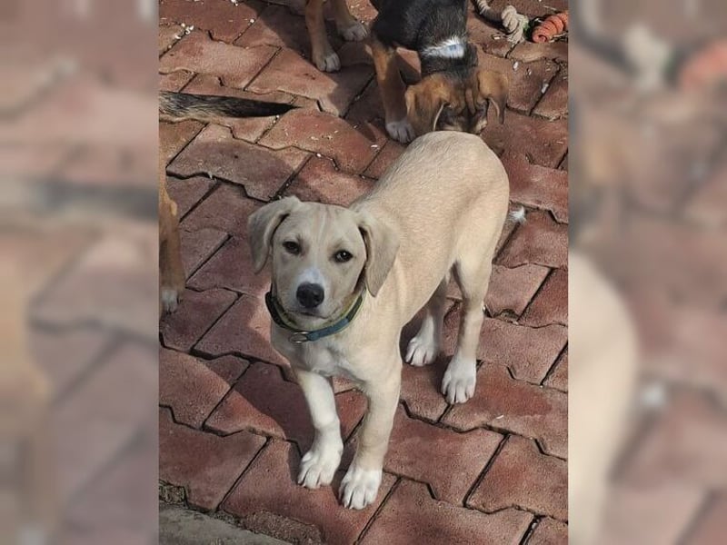 Robin, aufgeweckter, sozialer junger Rüde