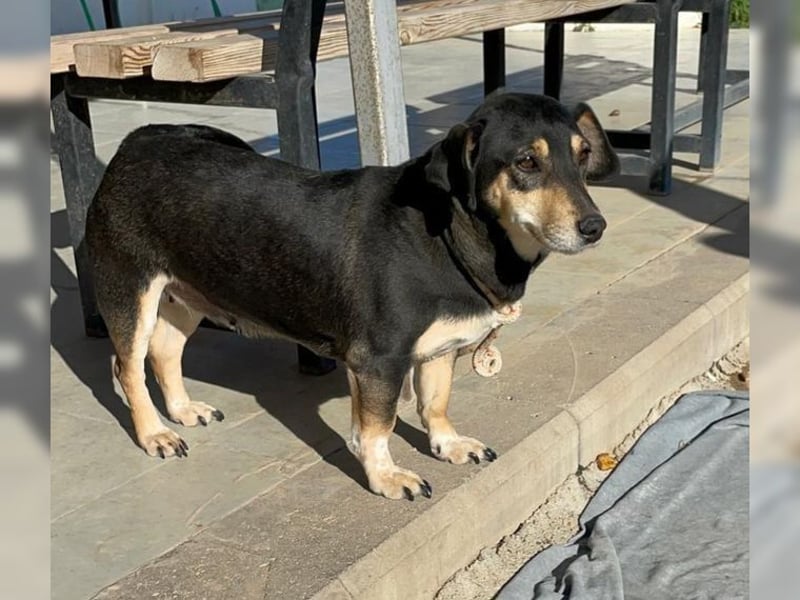 Boxy,eine gemütliche Hündin, Anfängerhund