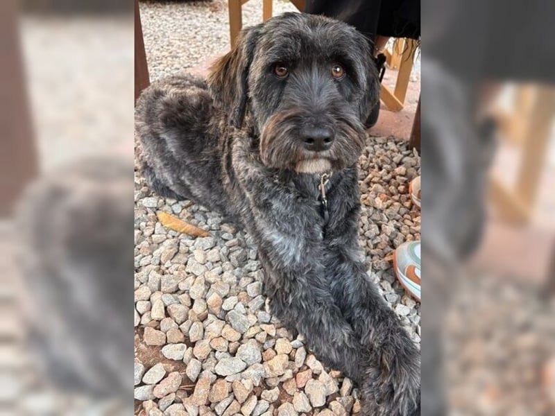 Robin, ein Rohdiamant