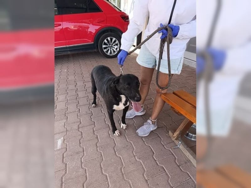 Siyah, liebevolle Hündin die ums Überleben kämpfen musste