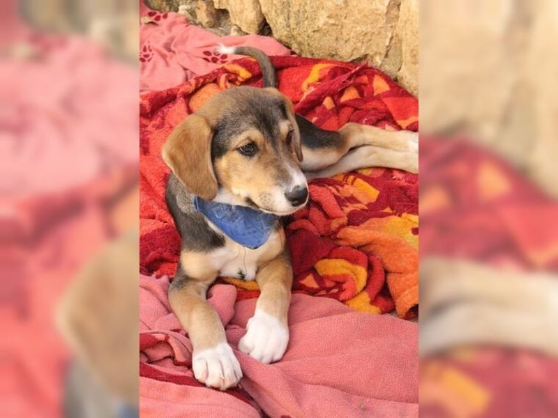 Henry, der sanfte Schatz wäre am liebsten Schosshund