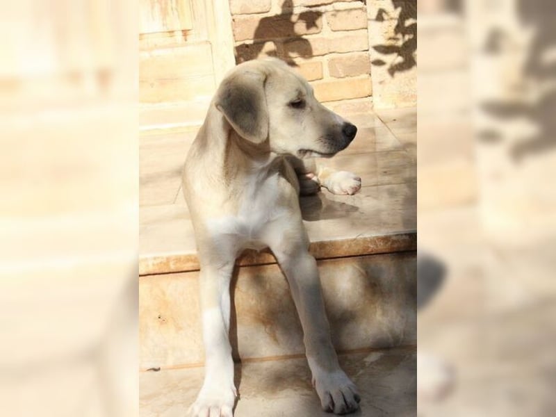 Robin, aufgeweckter, sozialer junger Rüde