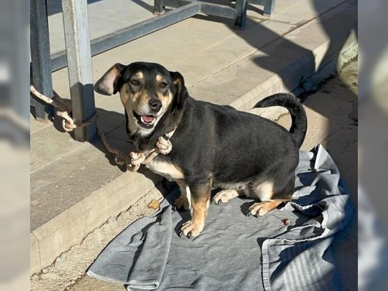 Boxy,eine gemütliche Hündin, Anfängerhund
