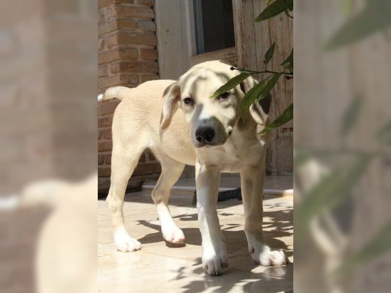 Robin, aufgeweckter, sozialer junger Rüde