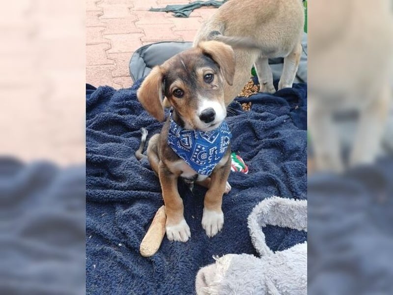 Henry, der sanfte Schatz wäre am liebsten Schosshund