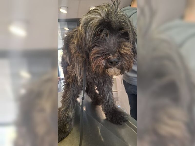 Robin, ein Rohdiamant