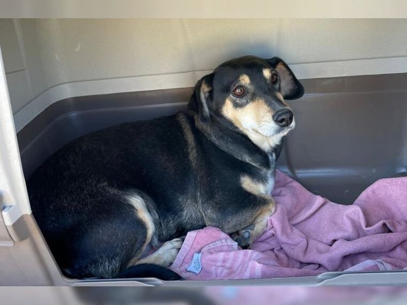 Boxy,eine gemütliche Hündin, Anfängerhund