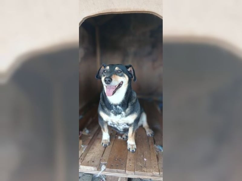 Boxy,eine gemütliche Hündin, Anfängerhund