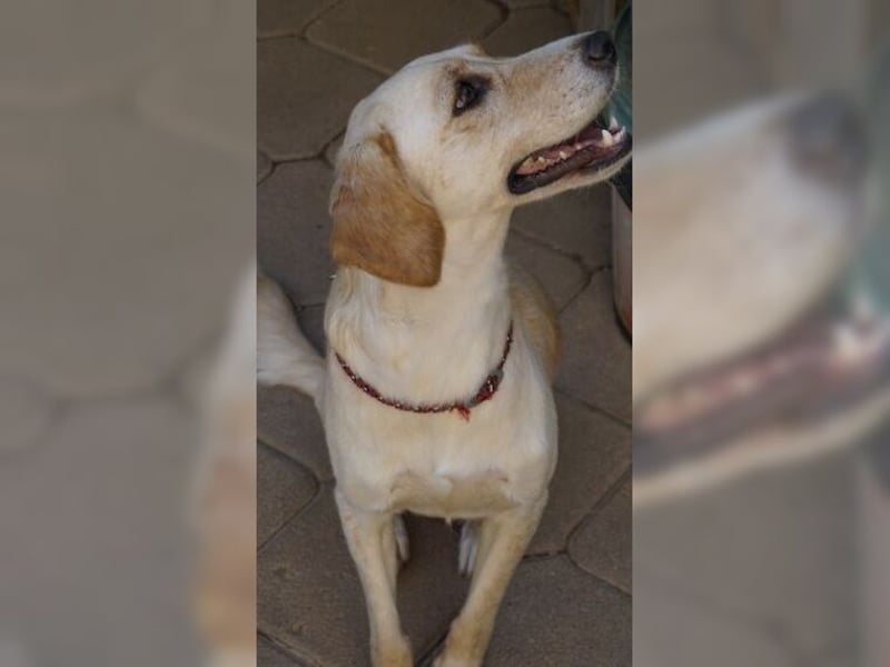 Lotti ist der perfekte Familienhund