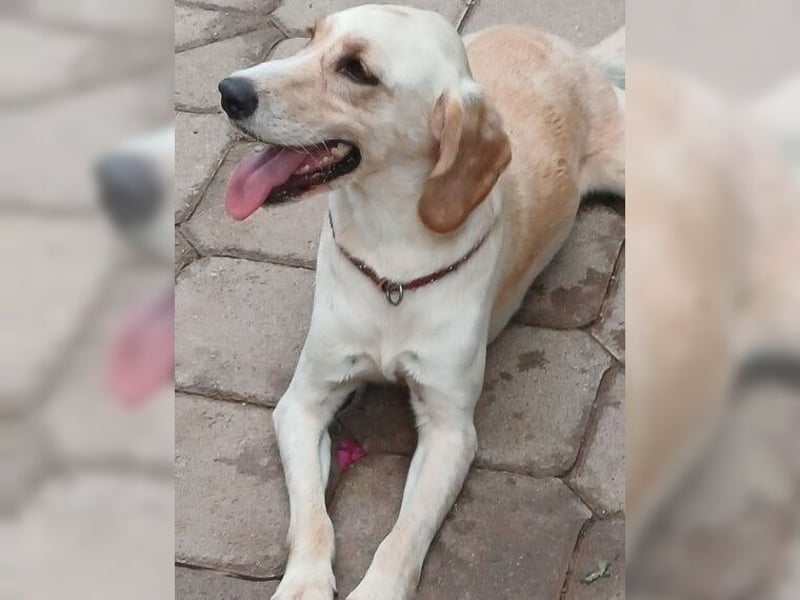 Lotti ist der perfekte Familienhund