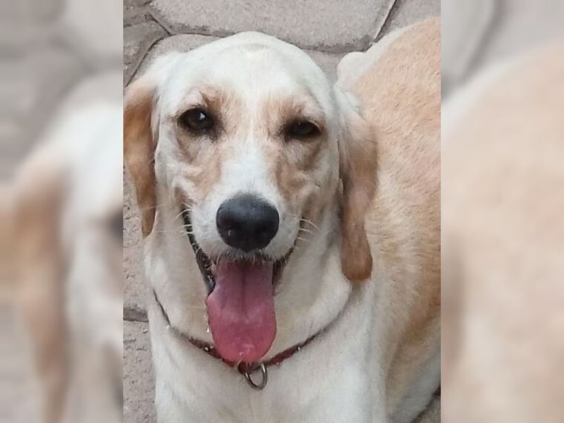 Lotti ist der perfekte Familienhund