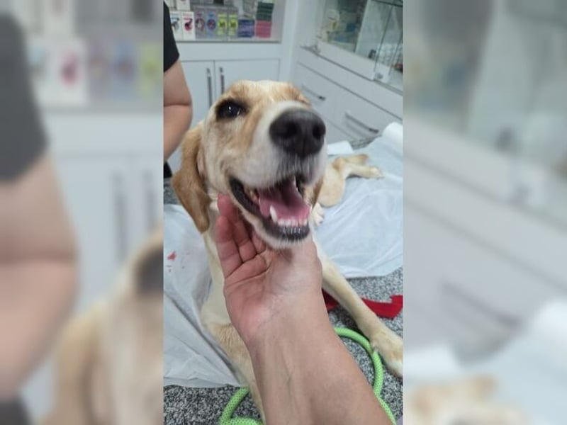 Lotti, sanfte, gutmütige Hündin