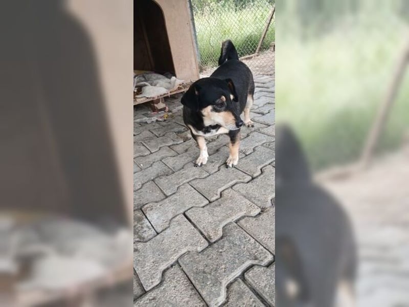 Boxy,eine gemütliche Hündin, Anfängerhund