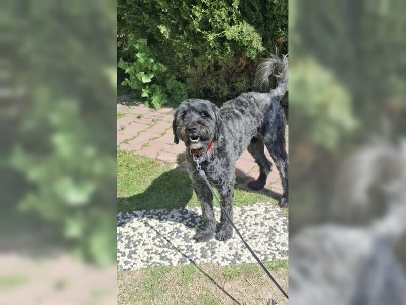 Robin, ein Rohdiamant