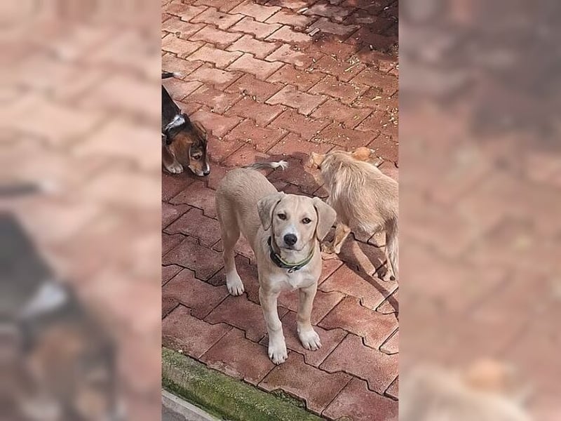 Robin, aufgeweckter, sozialer junger Rüde