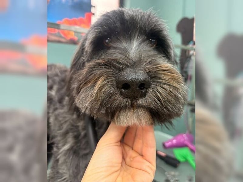 Robin, ein Rohdiamant